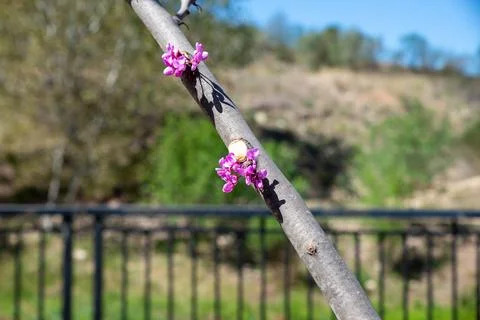 A tree branch supports clusters of small purple flowers Stock Photos