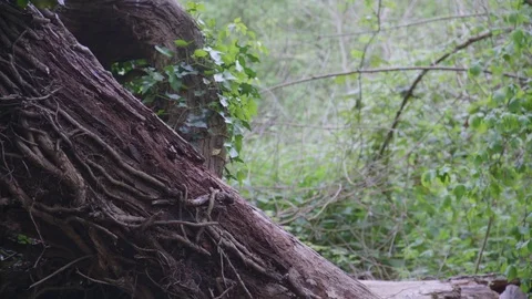 Tree branch surrounded by leaves Видео 75460618