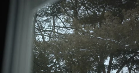Tree branch swaying outside of window Stock Footage 147891957