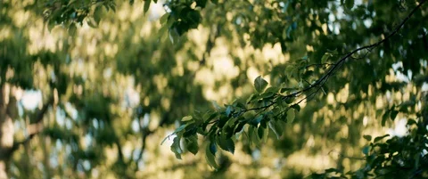 Tree Branch Swaying in the Wind Anamorphic Video stock 130068427