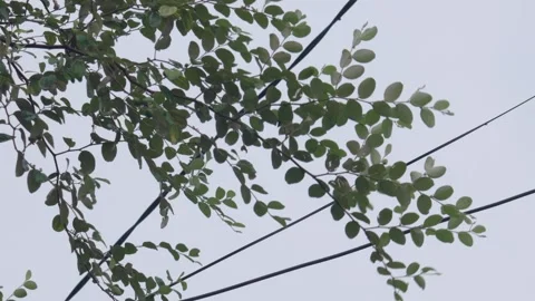 Tree Branch Swaying in Wind and Rain, Close Up Weather Scene Stock Footage 337439013