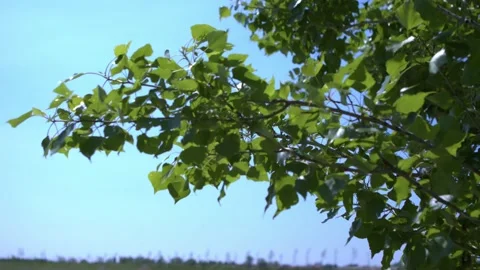 Tree branch swaying in the wind with blue sky in the background, slow motion Stock Footage 196934272