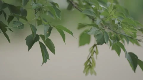 Tree branch swaying in the wind close-up Video stock 253104887