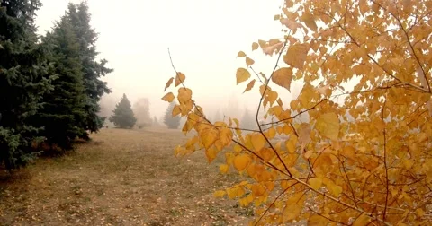 Tree Branch Swaying in the Wind, the Fog Envelops the Trees in the Background Stock Footage 60445408