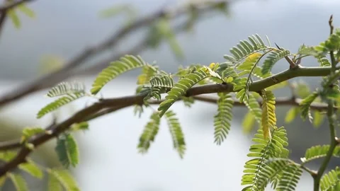 Tree branch swaying in wind. Stock Footage 170278875