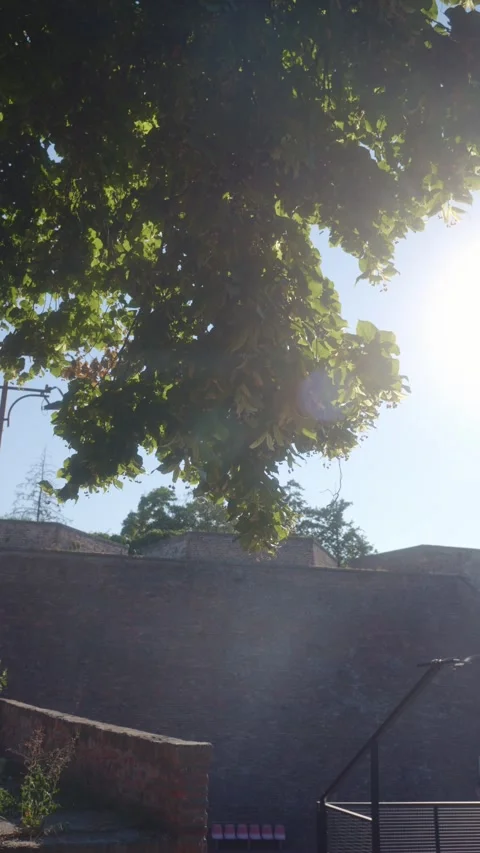 Tree Branch Swaying in the Wind at Fortress Stock Footage 346139309