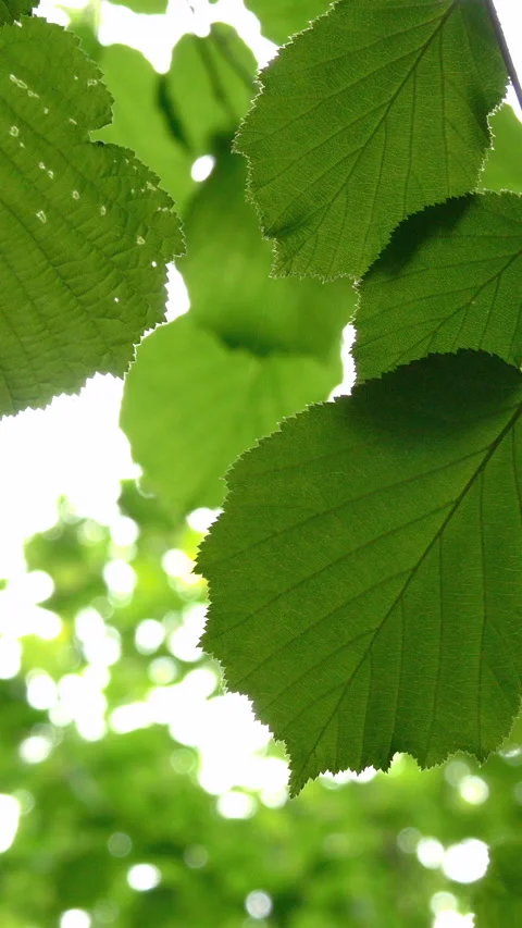 Tree Branch Swaying in the Wind with Green Leaves. Vertical Stock Footage 270480901