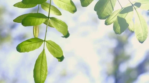 Tree branch swaying on wind on nature blur background, closeup view. Stock-Footage 119012601