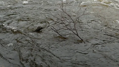 A tree branch sways in the turbulent river flow. Slow motion footage. Stock Footage 102748360
