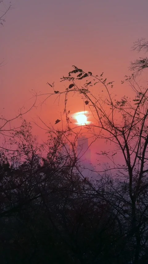 Tree branch sways in wind against glowing sunset. Swaying branch crosses bright Видео 343476457