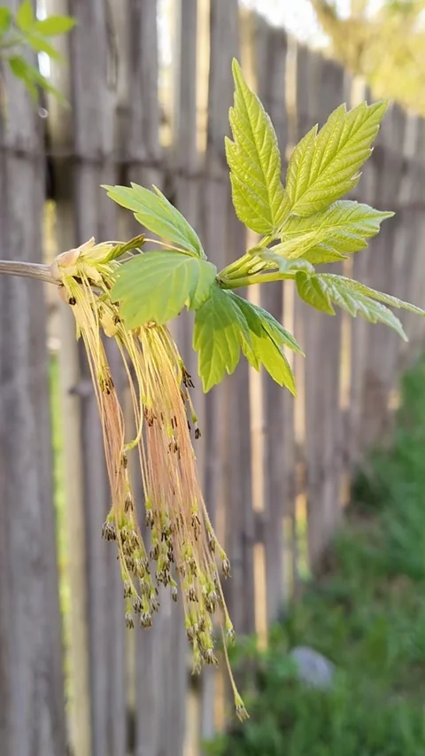 Tree branch sways in wind on blurred wooden fence. Spring summer season. Stock Footage 313956283