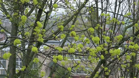 Tree branch sways in the wind Stock Footage 188465768