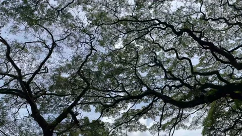 Tree branch taken from low angle Stock Footage 231368833
