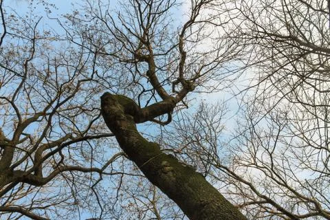 Tree branch Texture on blue sky background. Nature, environment. Stock Photos