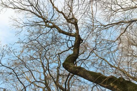 Tree branch Texture on blue sky background. Nature, environment. Foto stock