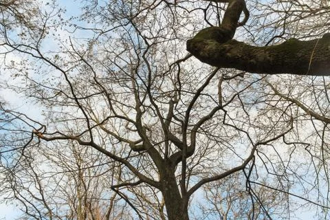 Tree branch Texture on blue sky background. Nature, environment. Stock Photos