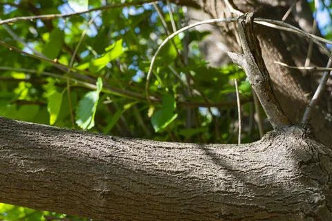 Tree Branch with Textured Bark and Sunlight Stock Photos