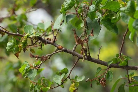 Tree branch with tree resin, tree affected by aphids Foto stock