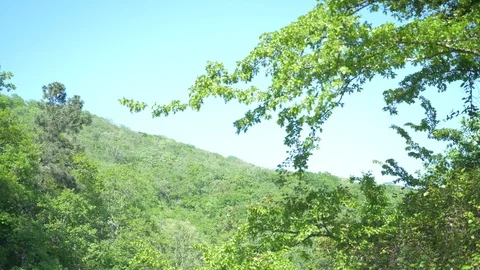 A tree branch trembling in the wind against the blue sky and the green mountain Stock-Footage 89495594