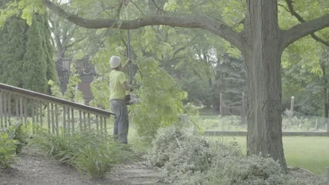 Tree Branch Trimming Cutting Removal S-Log Stock Footage 172218769
