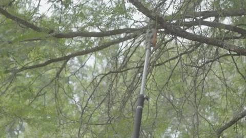 Tree Branch Trimming Cutting Removing Closeup S-Log Stock Footage 172218808