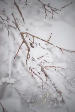 Tree branch under a cap of white snow on a blurred natural background Foto stock