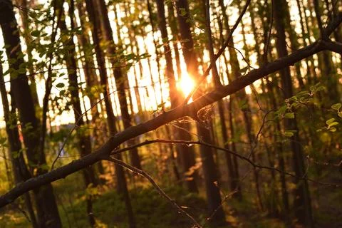 Tree branch under evening sunlight Foto stock