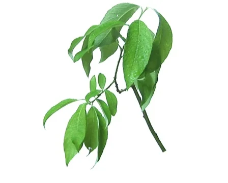 Tree branch under the rain 1 Video stock 558916