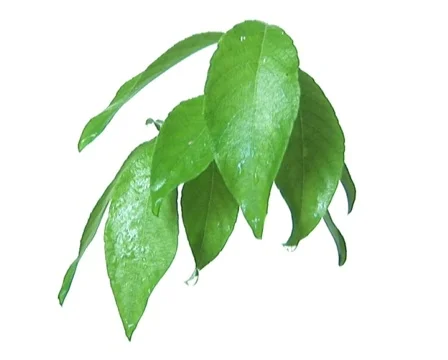 Tree branch under the rain 2 Video stock 559652