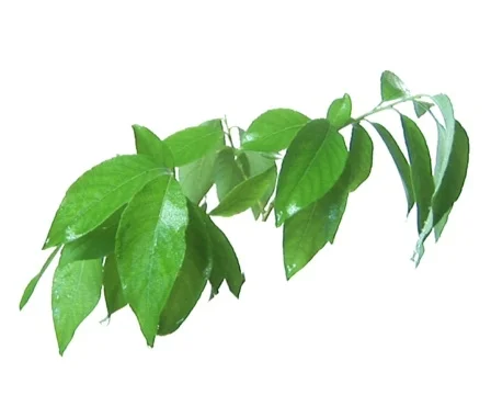 Tree branch under the rain 3 Video stock 559609