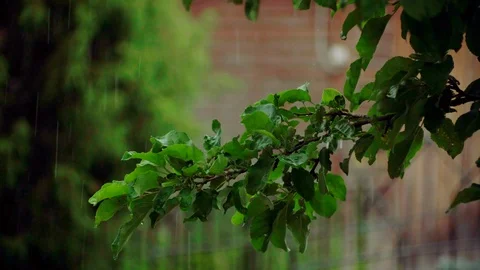 Tree branch under the raindrops Video stock 119974571