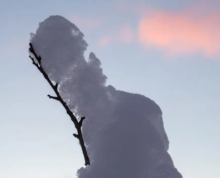 Tree branch under the snow on the background of sunset.... tree branch under  Stock Photos