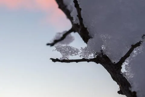 Tree branch under the snow on the background of sunset.... tree branch under  Stock Photos