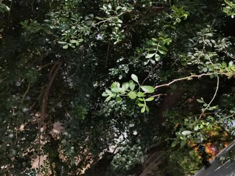 Tree branch under the sunlight Stock Photos