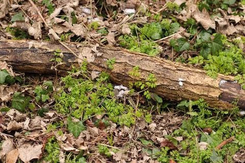 Tree Branch in the undergrowth Foto stock