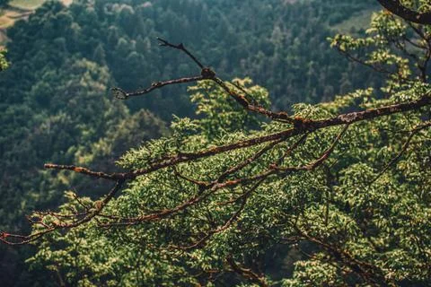 Tree branch on the valley with background blur effect Photos