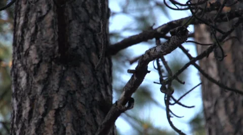 Tree Branch in the Warm Air Stock Footage 32919782