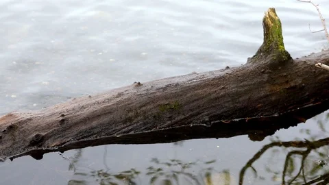 Tree branch in the water Video stock 106351734