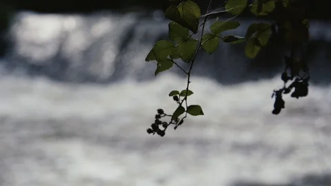 Tree branch with waterfall 動画素材 128033517