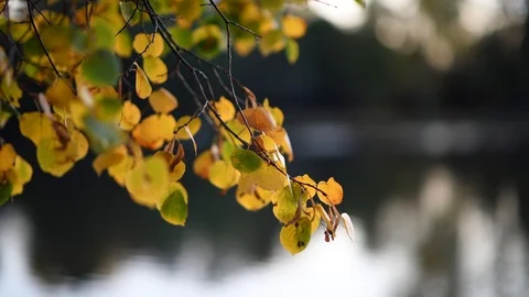 Tree branch waving in a wind | Stock Video | Pond5