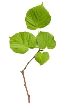 Tree branch on white background Stock Photos