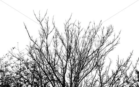 Tree Branch On A White Background