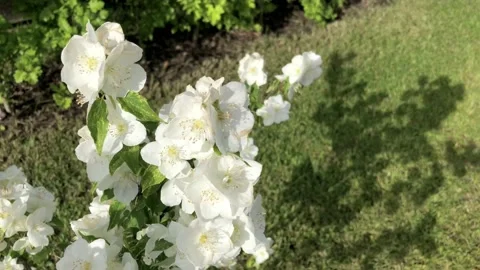 Tree branch with white flowers. Video stock 136212340