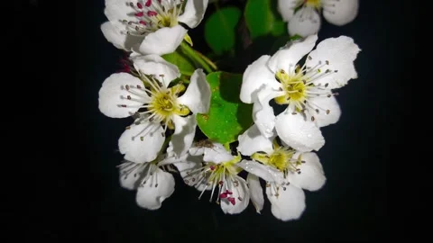 Tree branch with white flowers Stock Footage 240406085
