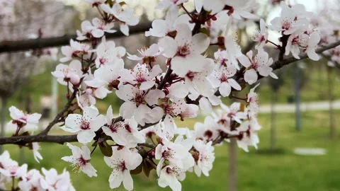 Tree branch with white small apple, cherry, almond flower with opened buds Stock Footage 308343375