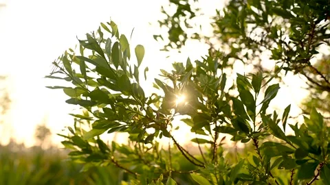 Tree Branch In The Wind During Sunset Stock Footage 135426616