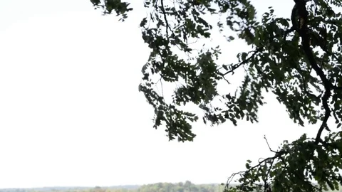 Tree branch in wind Stock Footage 79789181