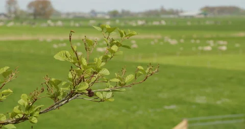 Tree branch in the wind with sheeps in the background-Stock 6k to 4k Stock Footage 189328239