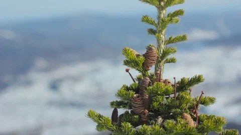 Tree branch in winter, close-up 動画素材 73287860