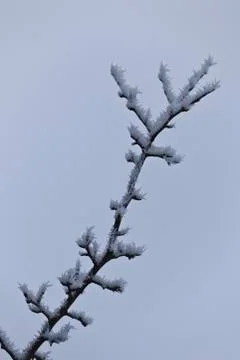 Tree branch in winter Stock Photos